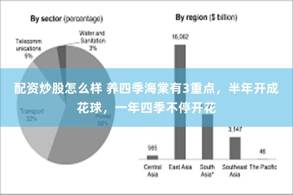 配资炒股怎么样 养四季海棠有3重点，半年开成花球，一年四季不停开花